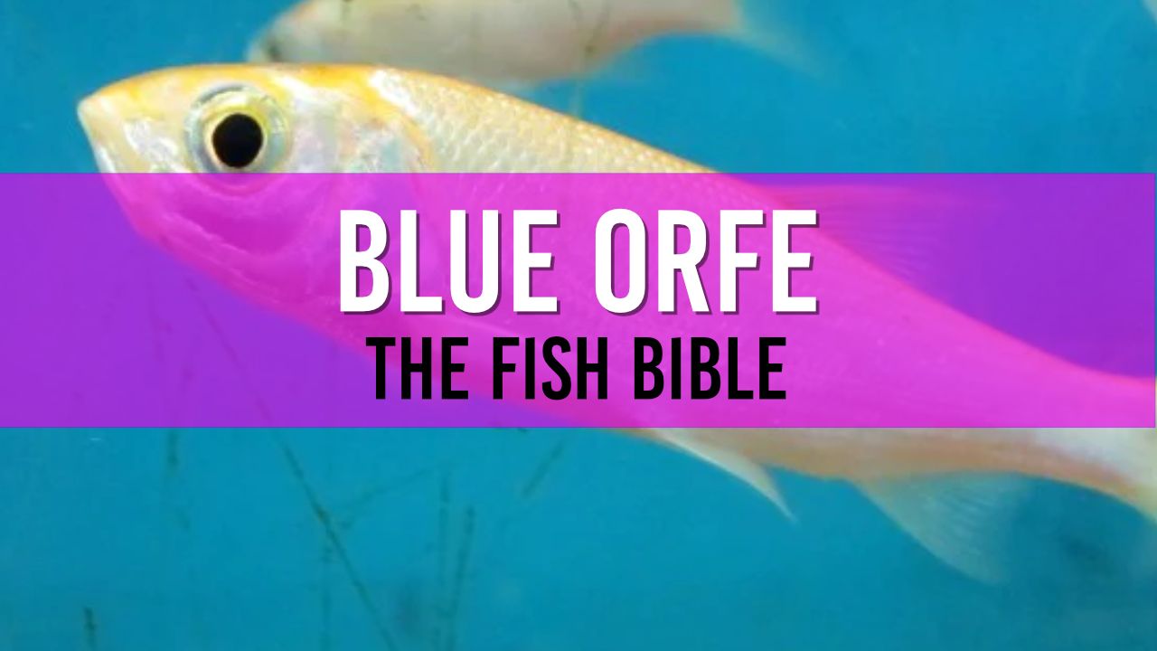 Blue Orfe Pond Fish