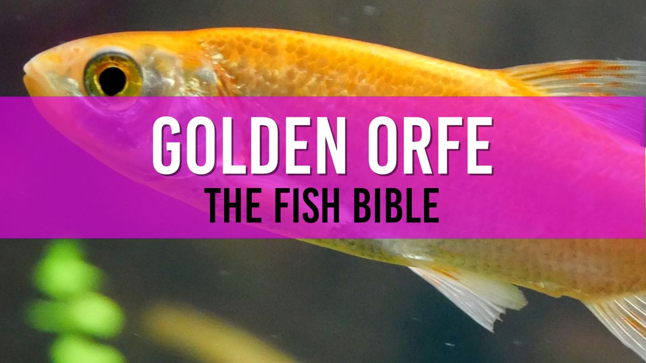 Golden Orfe Pond Fish
