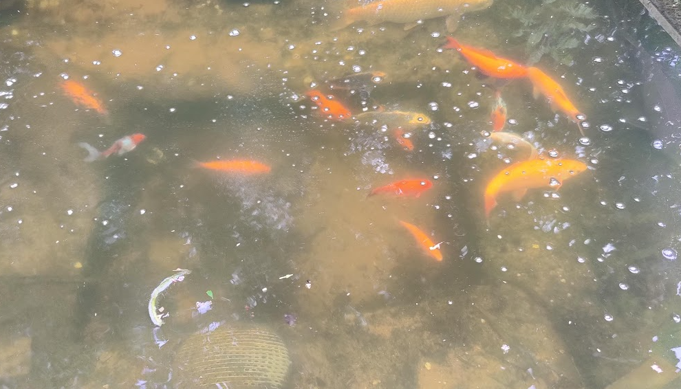photo of a pond with multiple different fish species in