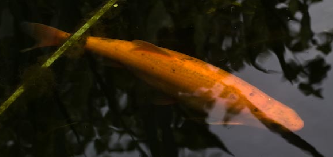 Golden Orfe Fish in a Garden a pond
