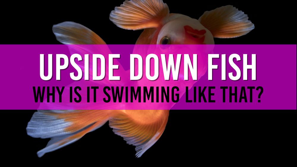 Fish Swimming Upside Down Causes & Prevention Tips