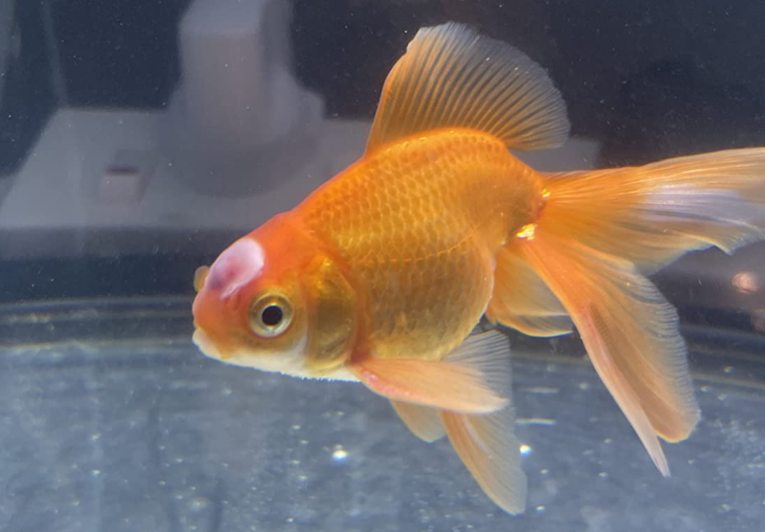 Fish Health Identifying Illness and Treating Common Pond Fish Diseases