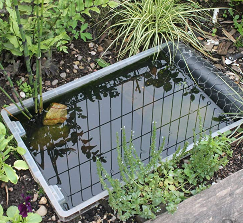 Should a Wildlife Pond need a Pump I reveal the benefits