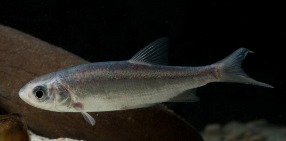 Blue Orfe Pond Fish: The Ultimate Guide for Garden Ponds