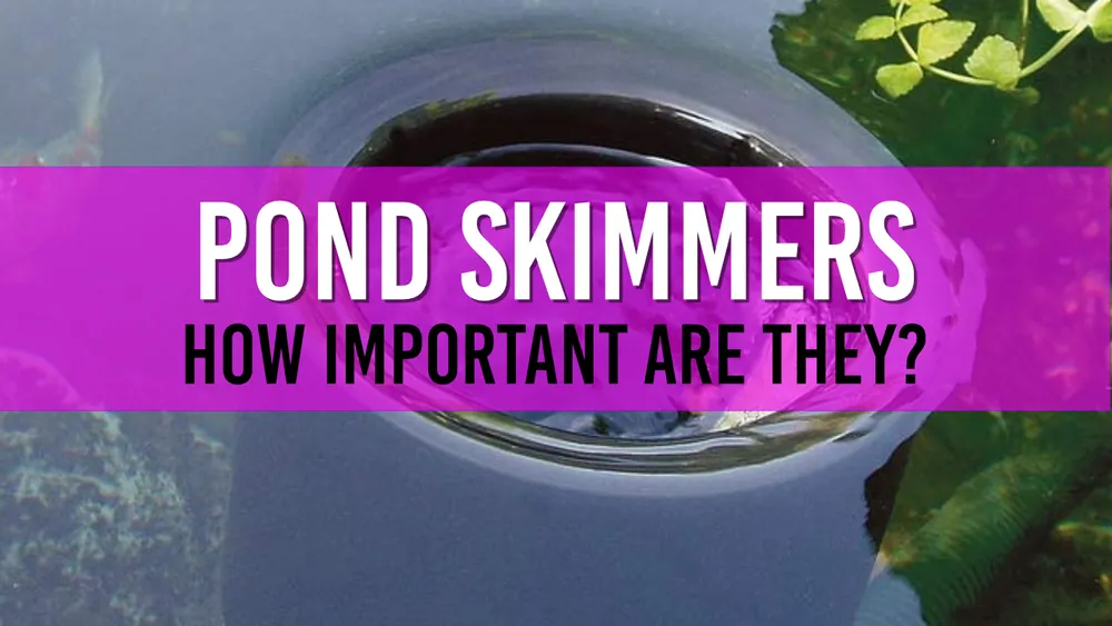 What are Pond Skimmers? Do they work? Do I need one for my Pond?