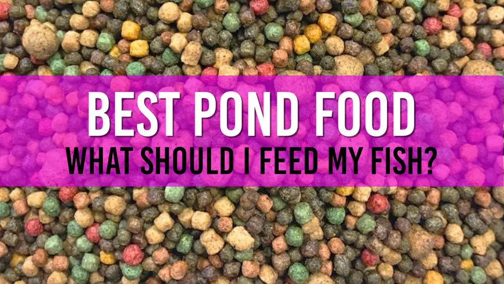 Choosing the Right Fish Food for Your Pond Tips and Types