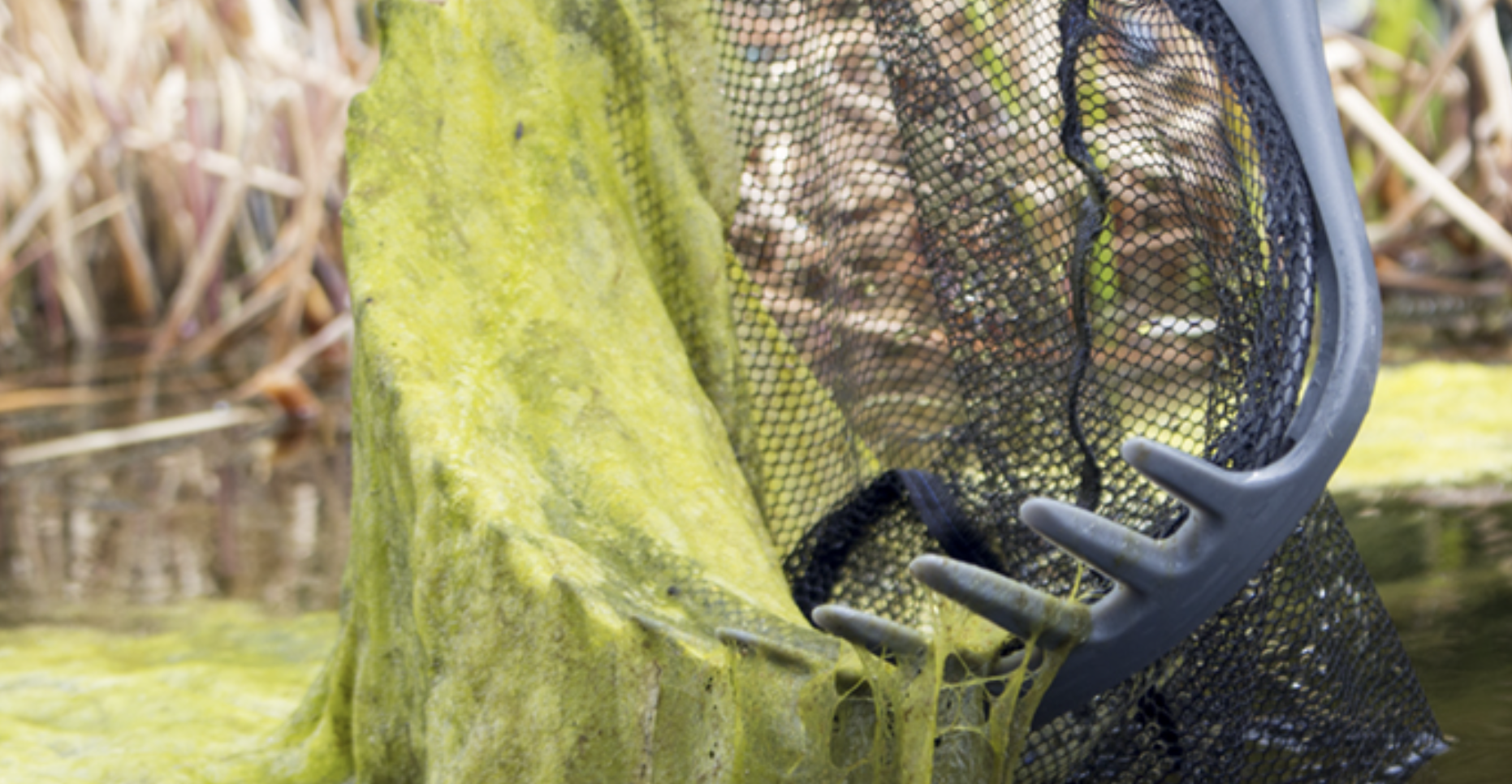 How do I remove blanket weed from my pond liner?