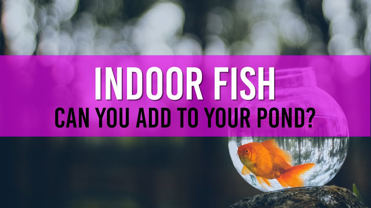 Article photo for Can I put my indoor cold water fish into my outside pond