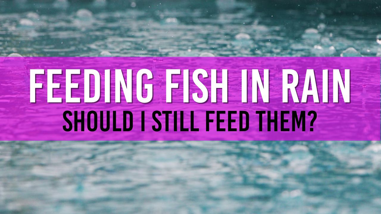 Article photo for Do I feed my pond fish when it's raining?