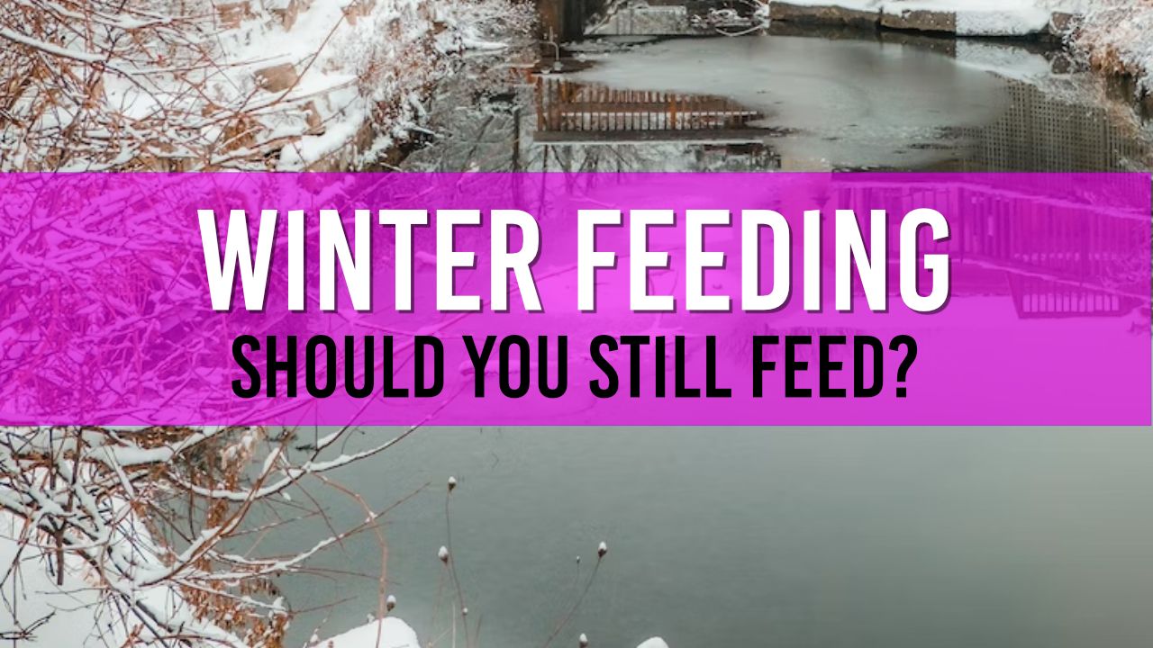 Article photo for Do I feed my pond fish in Winter?