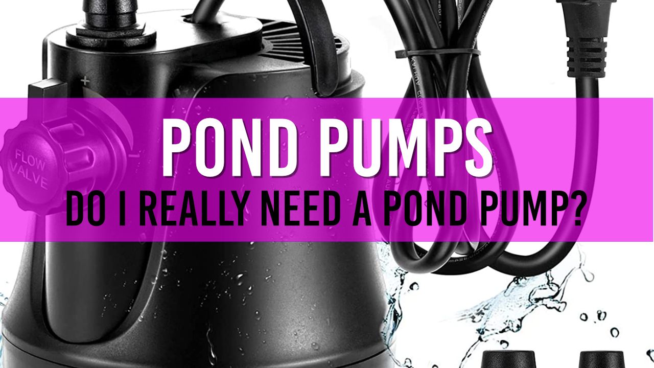 Article photo for Do I need a Pond Pump
