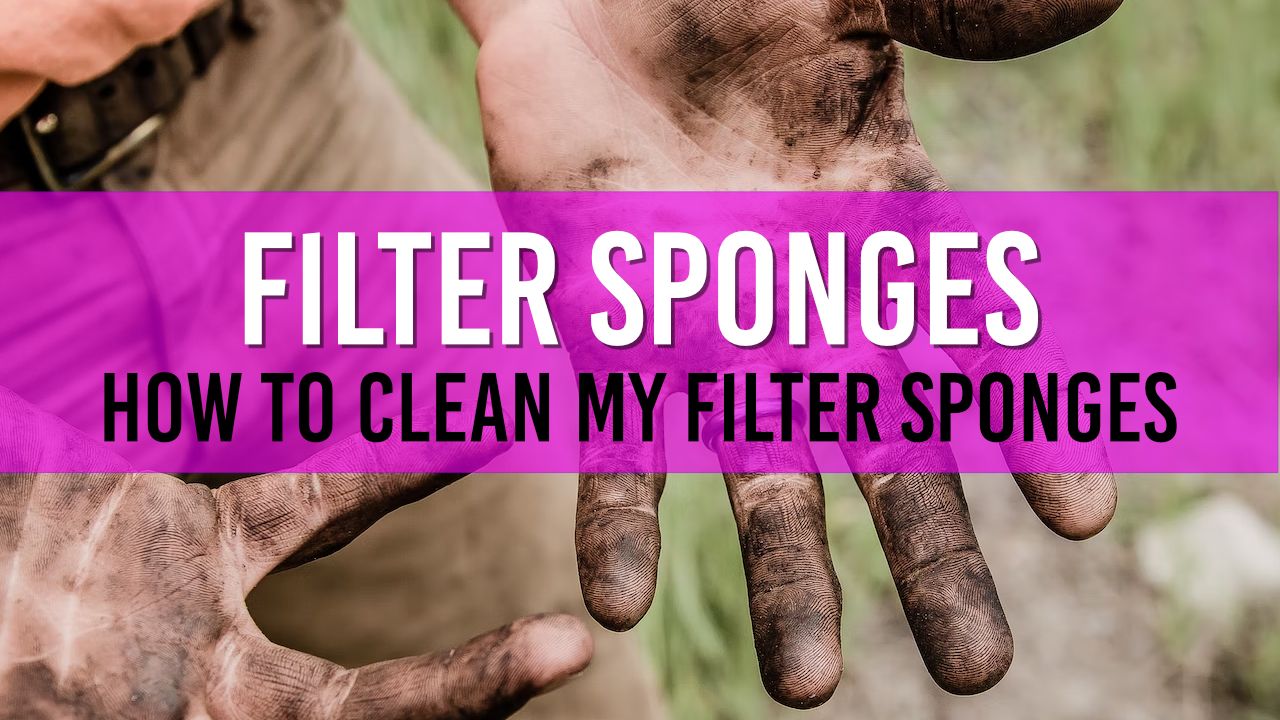 Article Photo for How do I clean my Pond Filter Sponges