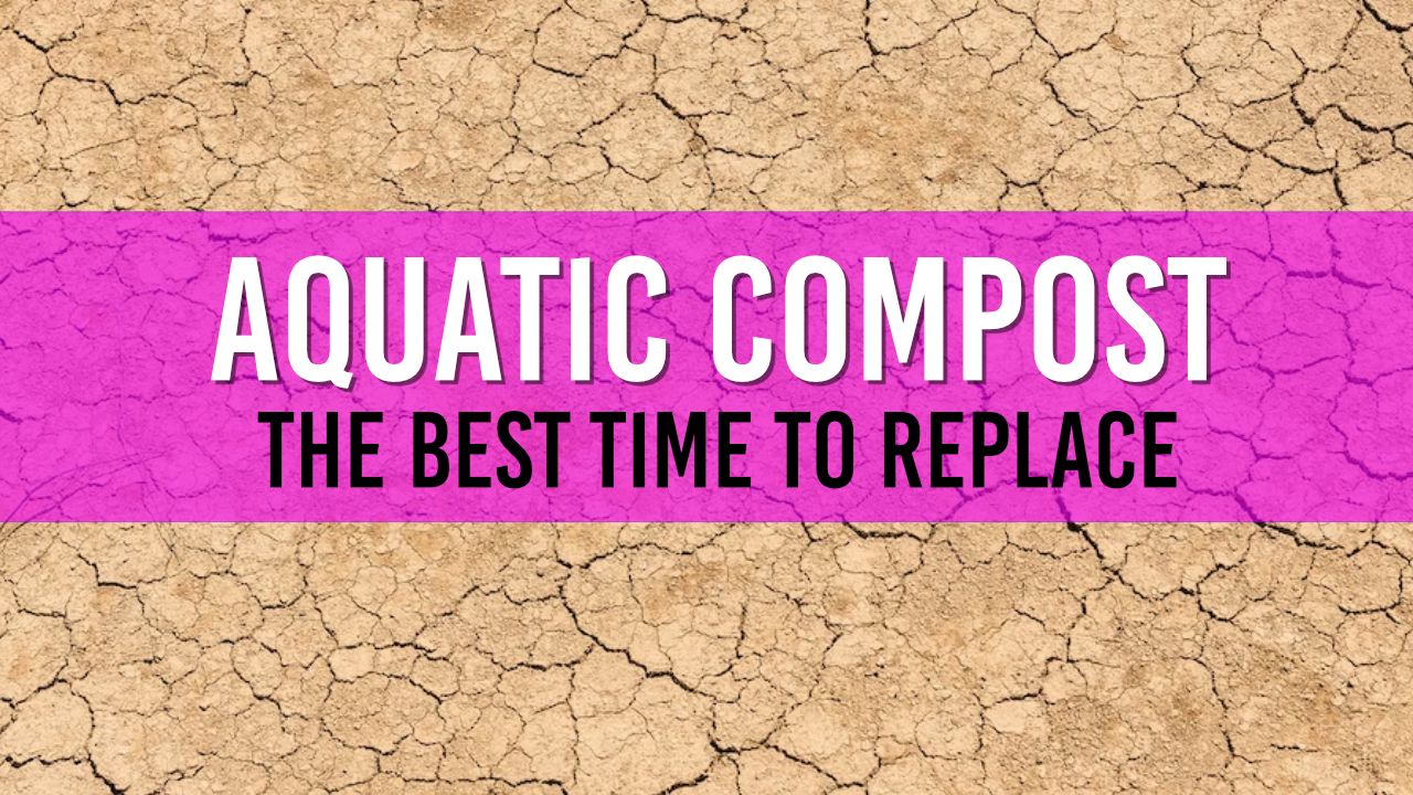 Article photo for How often should I replace my aquatic compost?