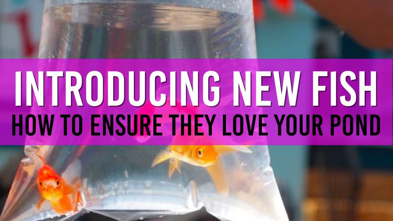 Article photo for How to Safely Introduce New Fish to Your Pond