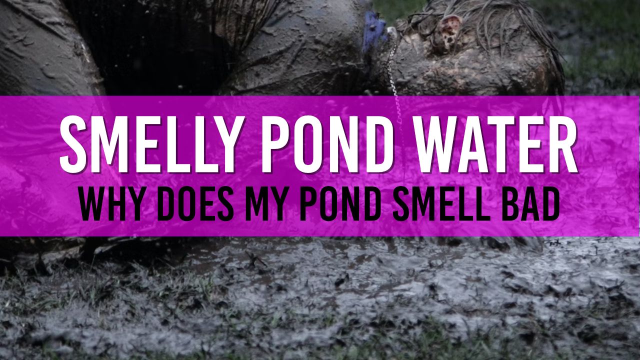 Article photo for My Pond Water Smells