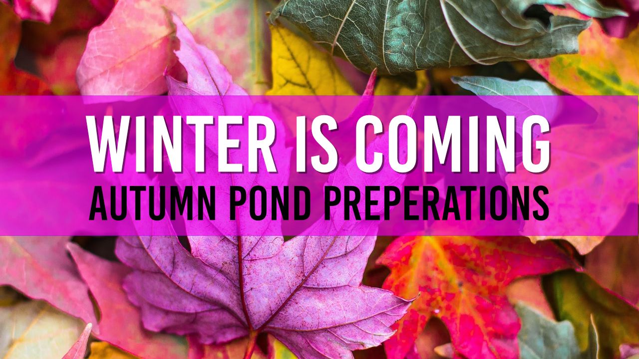 Article photo for Prepare your pond for Autumn 