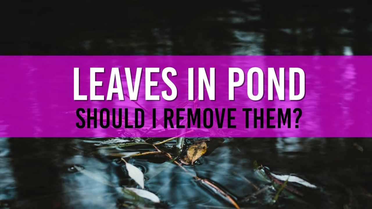 Article photo for Should I remove leaves from my pond?