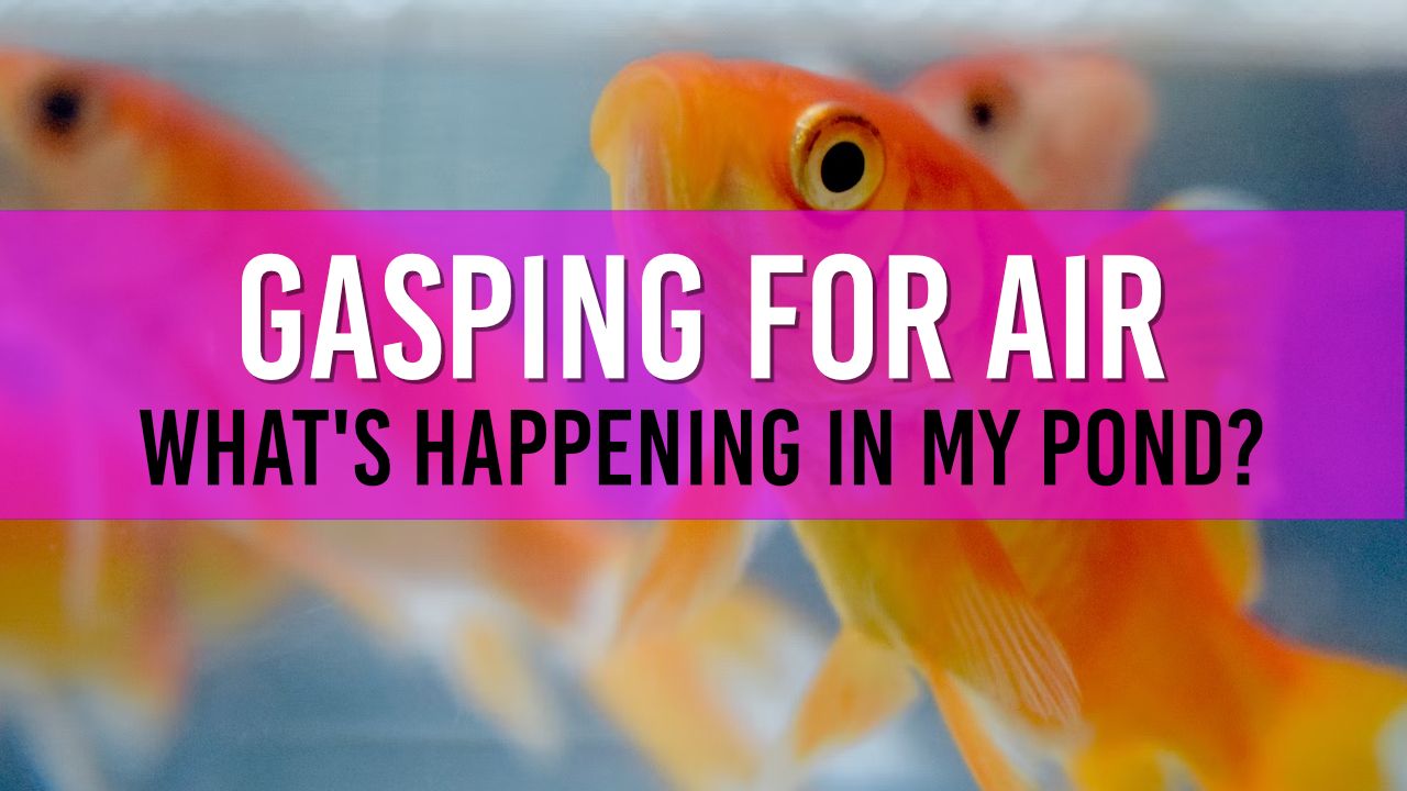 Article photo for Why are my fish gasping for air