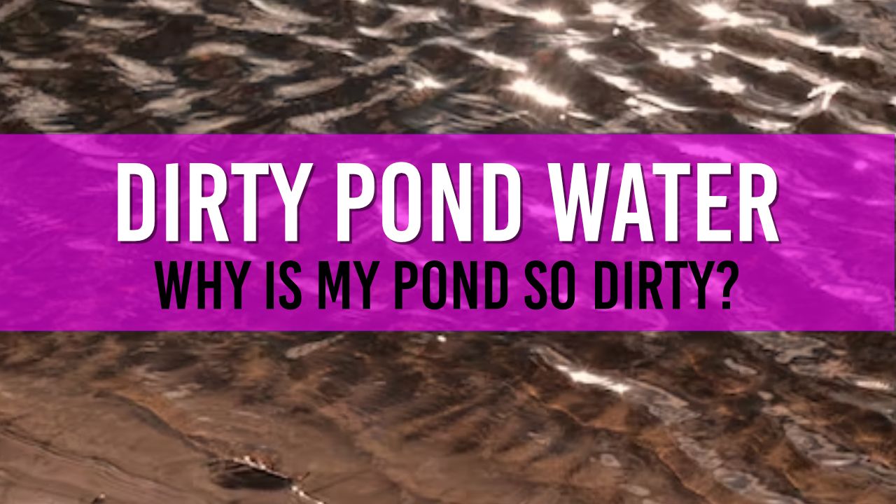 Article photo for Why is my Pond water dirty?