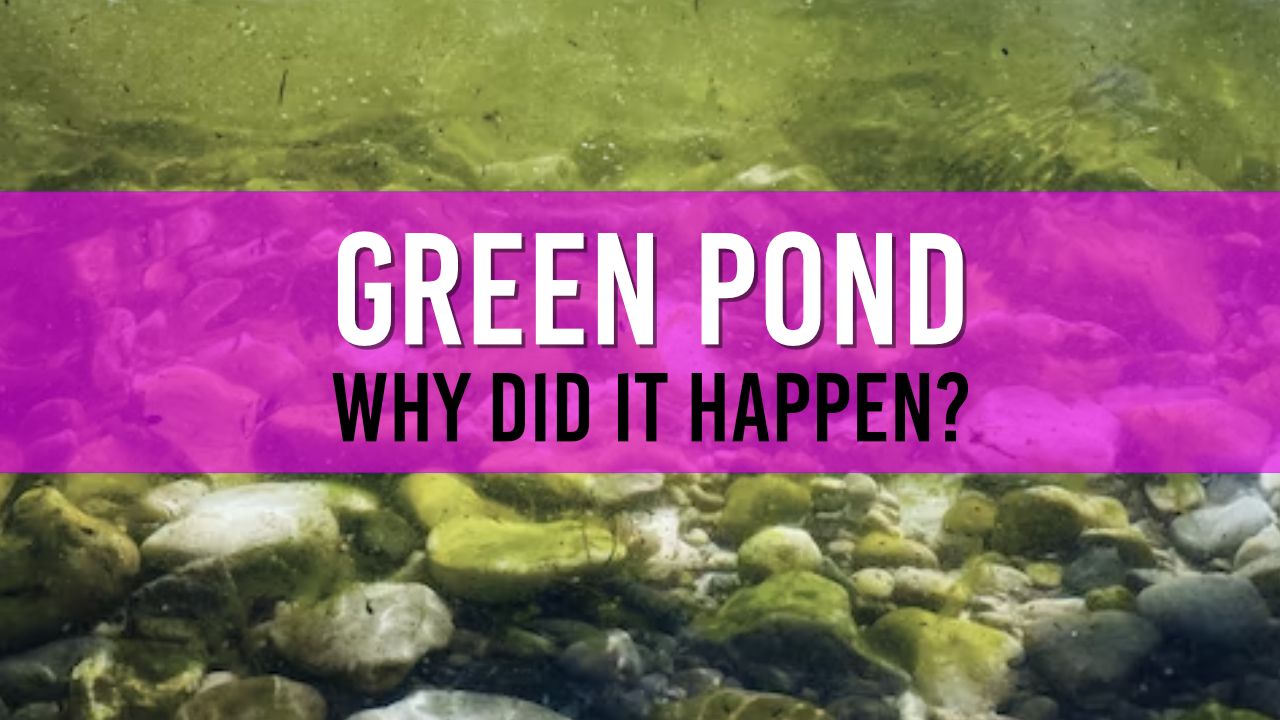 Article photo for Why is my pond water green?