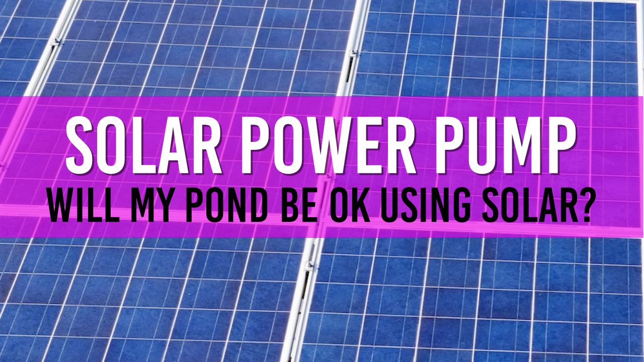 Article photo for Will a Solar Powered Pond Pump do?