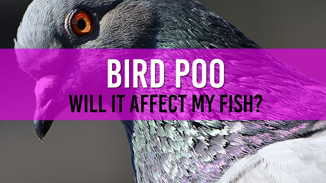 Article photo for Will bird poop affect my pond and what can I do to prevent bird poo?