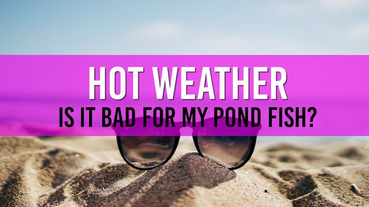 Article photo for Will the hot weather harm my fish?