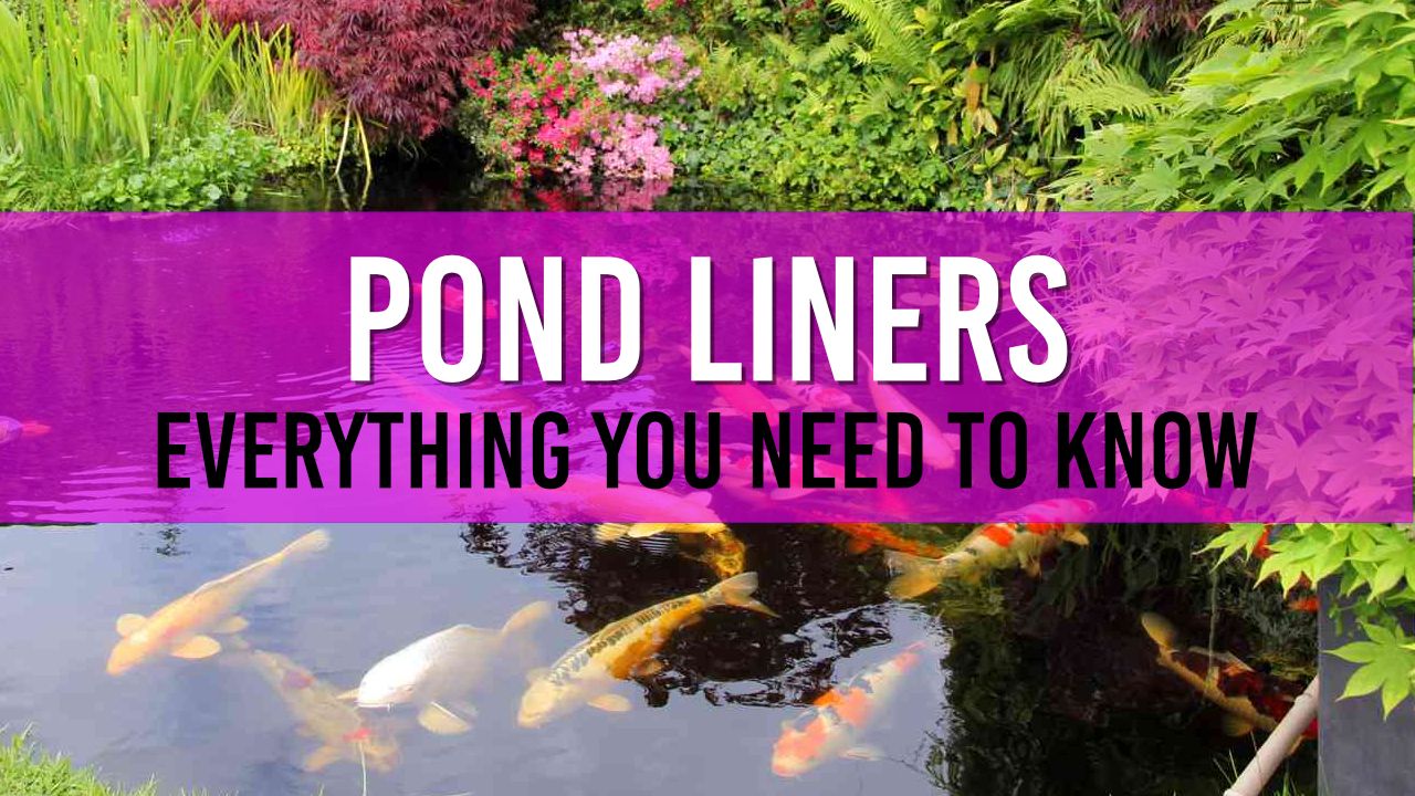 Article photo for Everything you need to know about Pond Liners