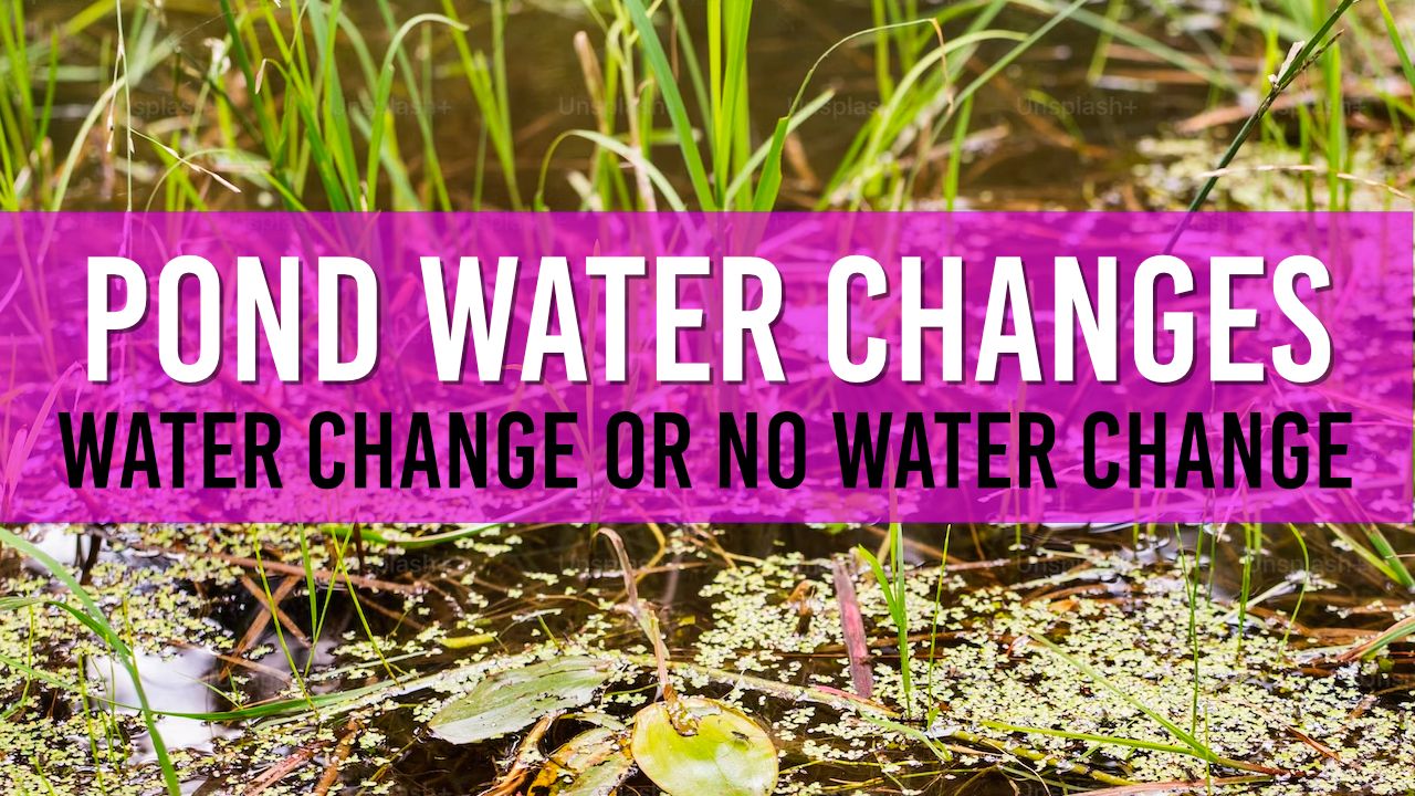 Article photo for Do Garden Ponds Need Water Changes?