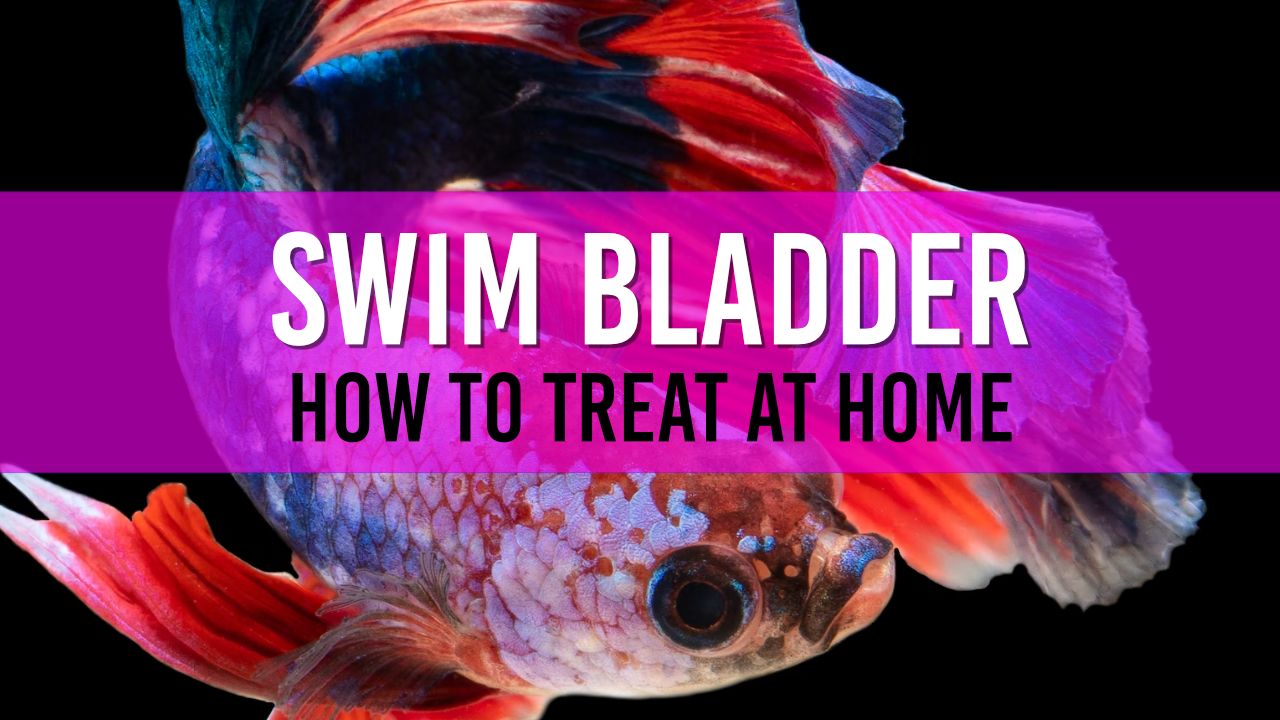 Article photo for How do I treat swim bladder disease in pond fish?