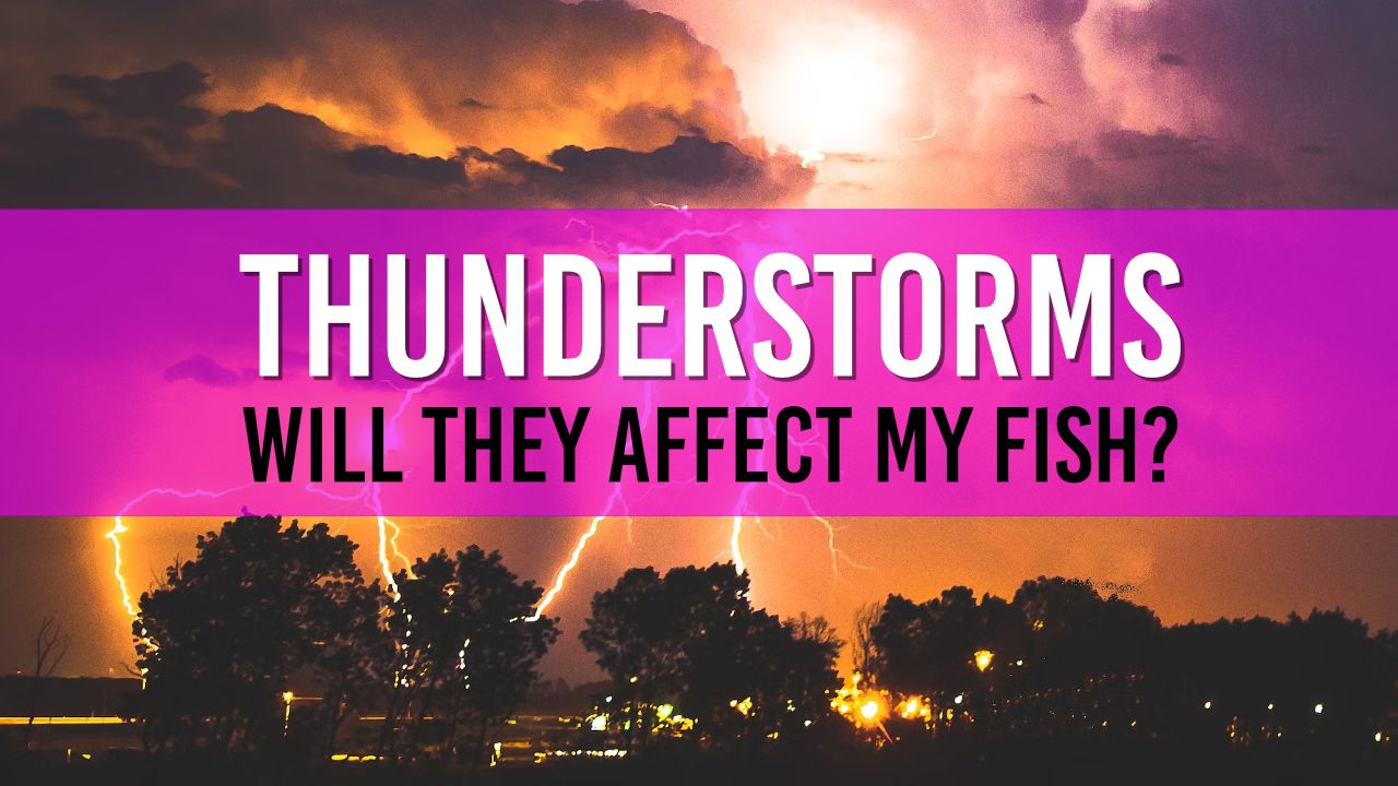 Article photo for Will thunderstorms hurt my fish pond?