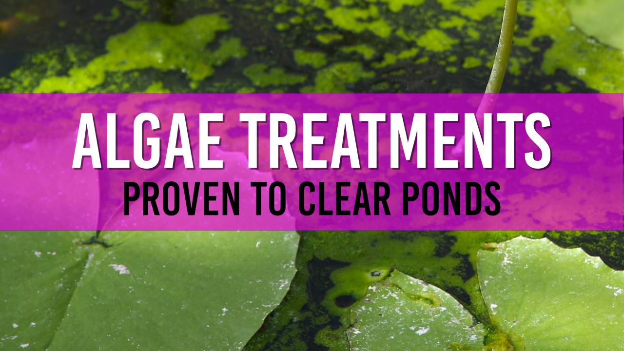 Article photo for Algae Treatment Products for your Garden Pond