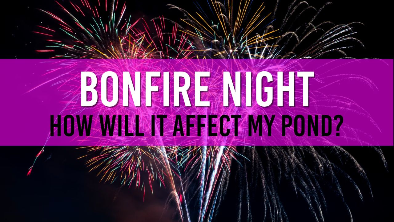 Article photo with the text 'BONFIRE NIGHT - How will it affect my Pond?'
