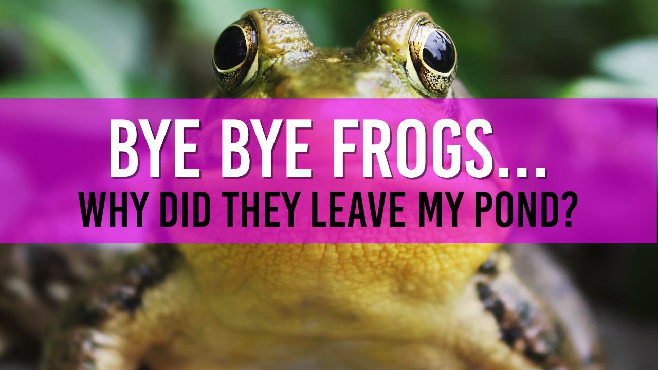 Article photo for "Where did all my frogs go" - features a frog looking directly at you with the article text in front