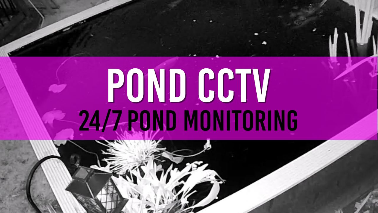 Article photo for Why I use CCTV to record my Pond showing a CCTV Feed of a raised garden pond.