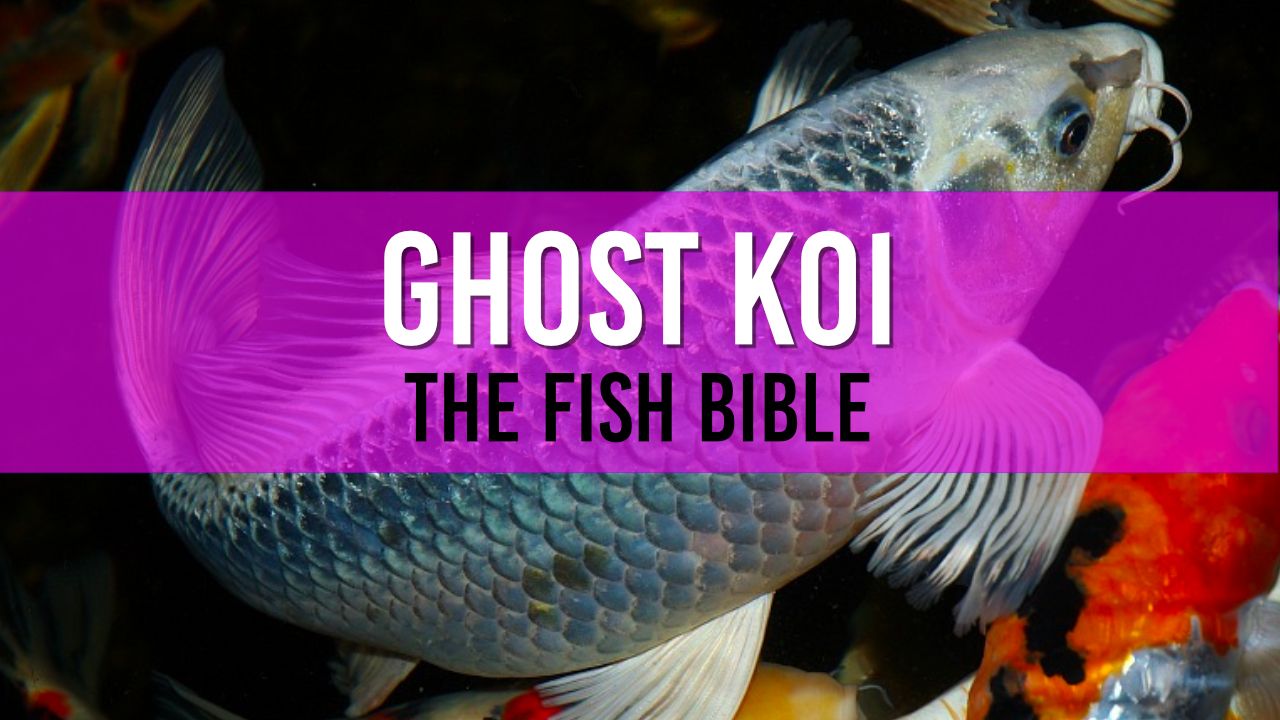 Article header image showing a ghost koi turning