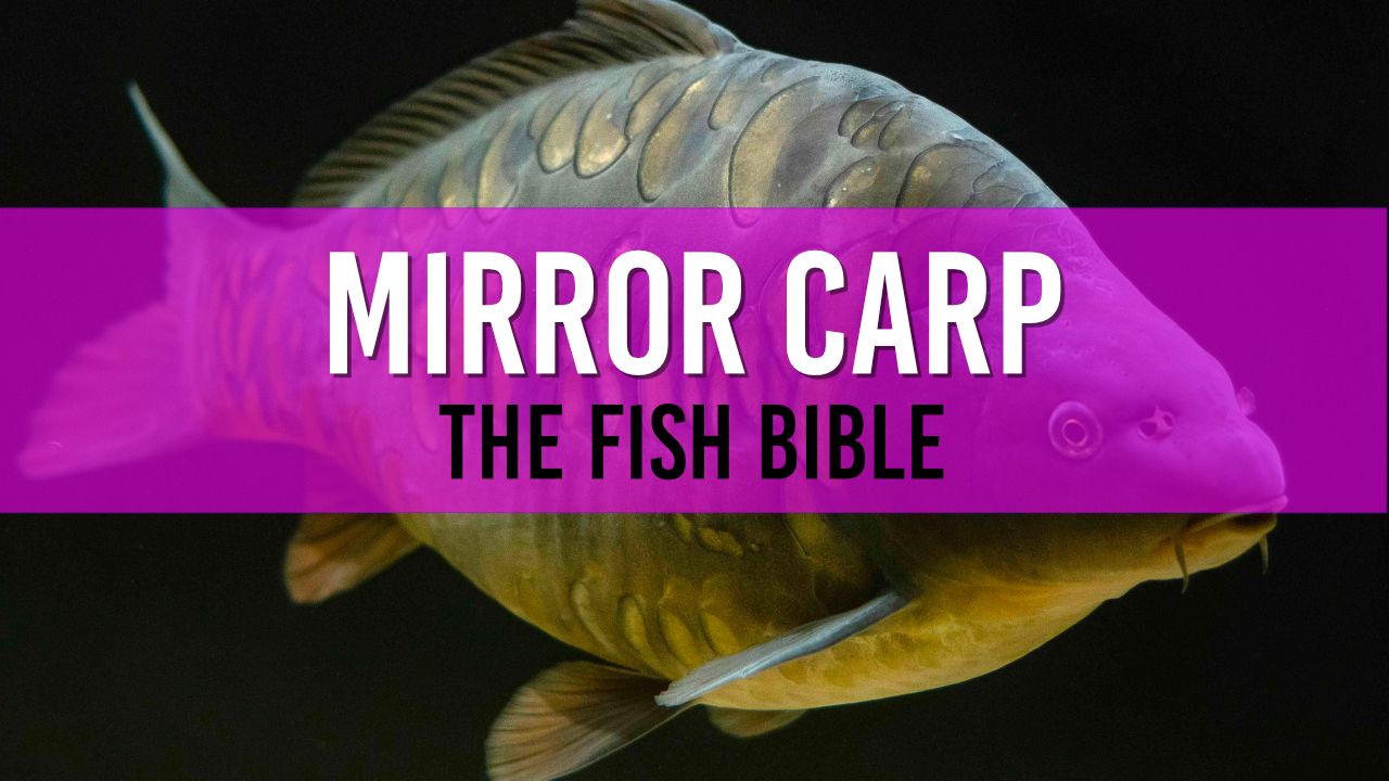 image of a mirror carp on a black background
