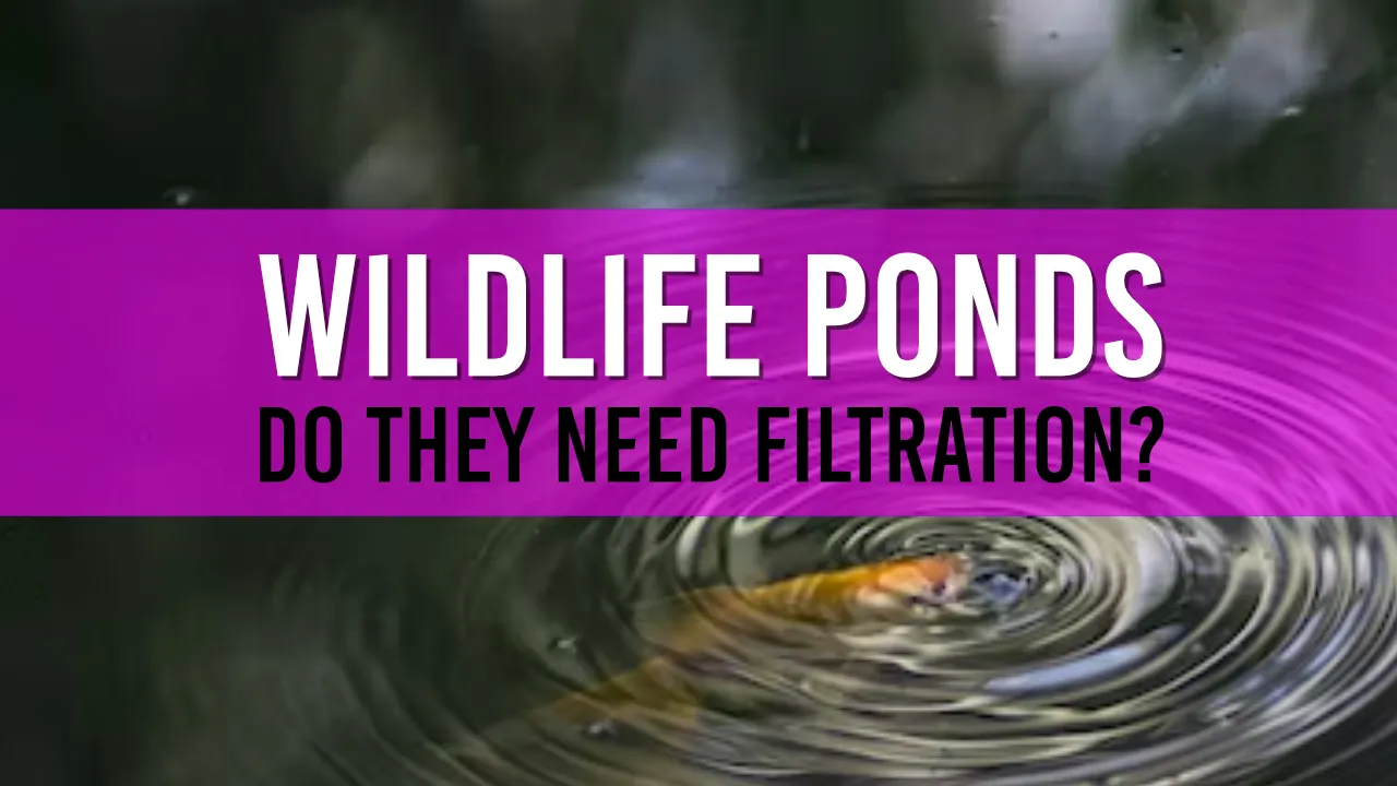 Should a Wildlife Pond need a Pump I reveal the benefits
