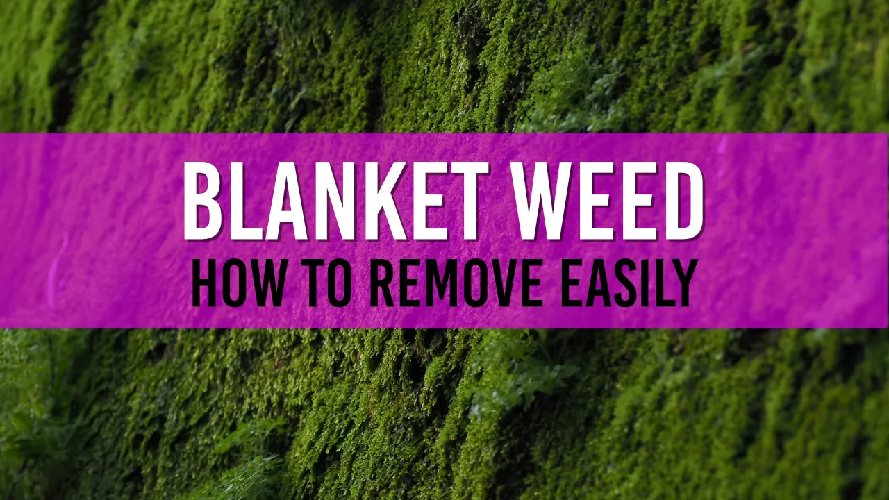 How do I remove blanket weed from my pond liner?