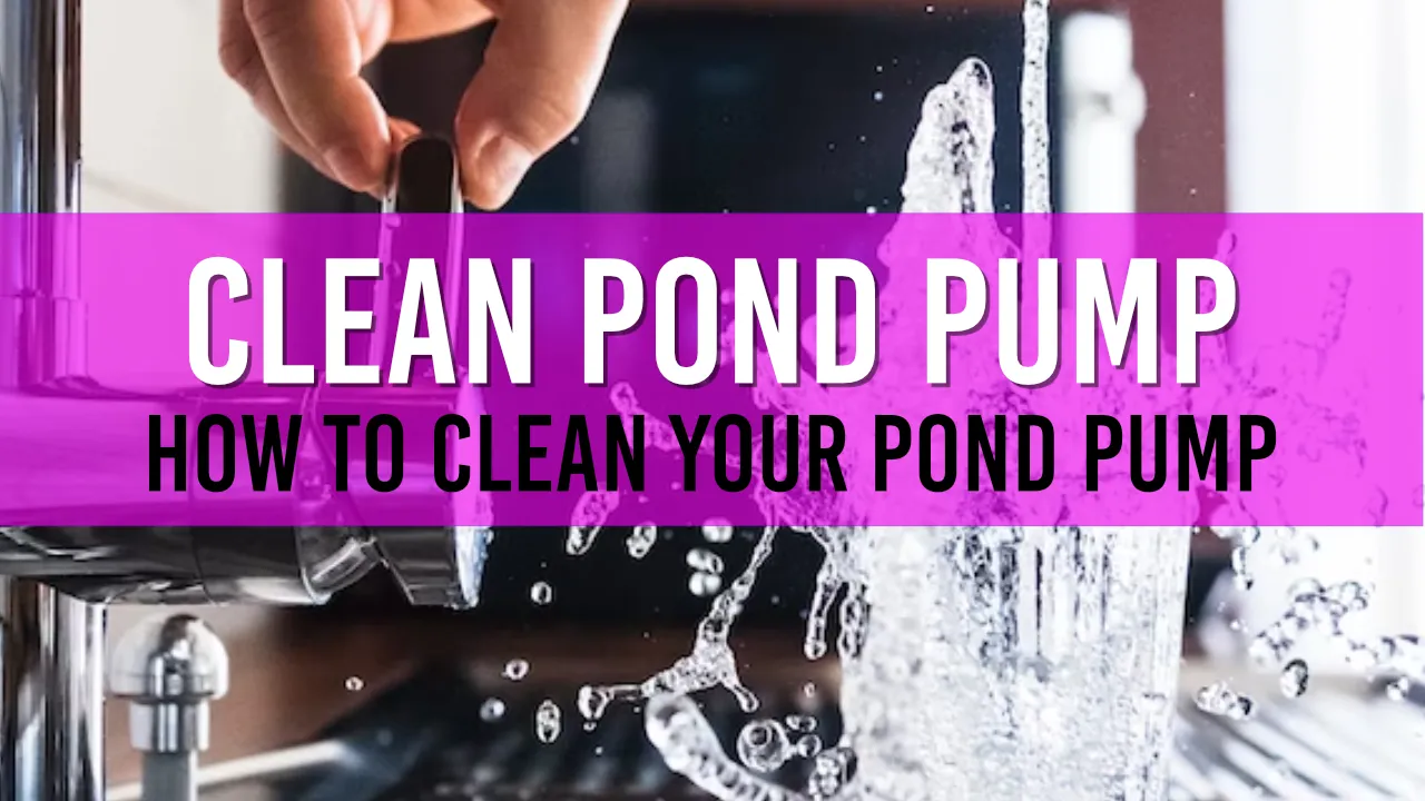 How to Clean Your Pond Pump A StepbyStep Guide for Pond Owners