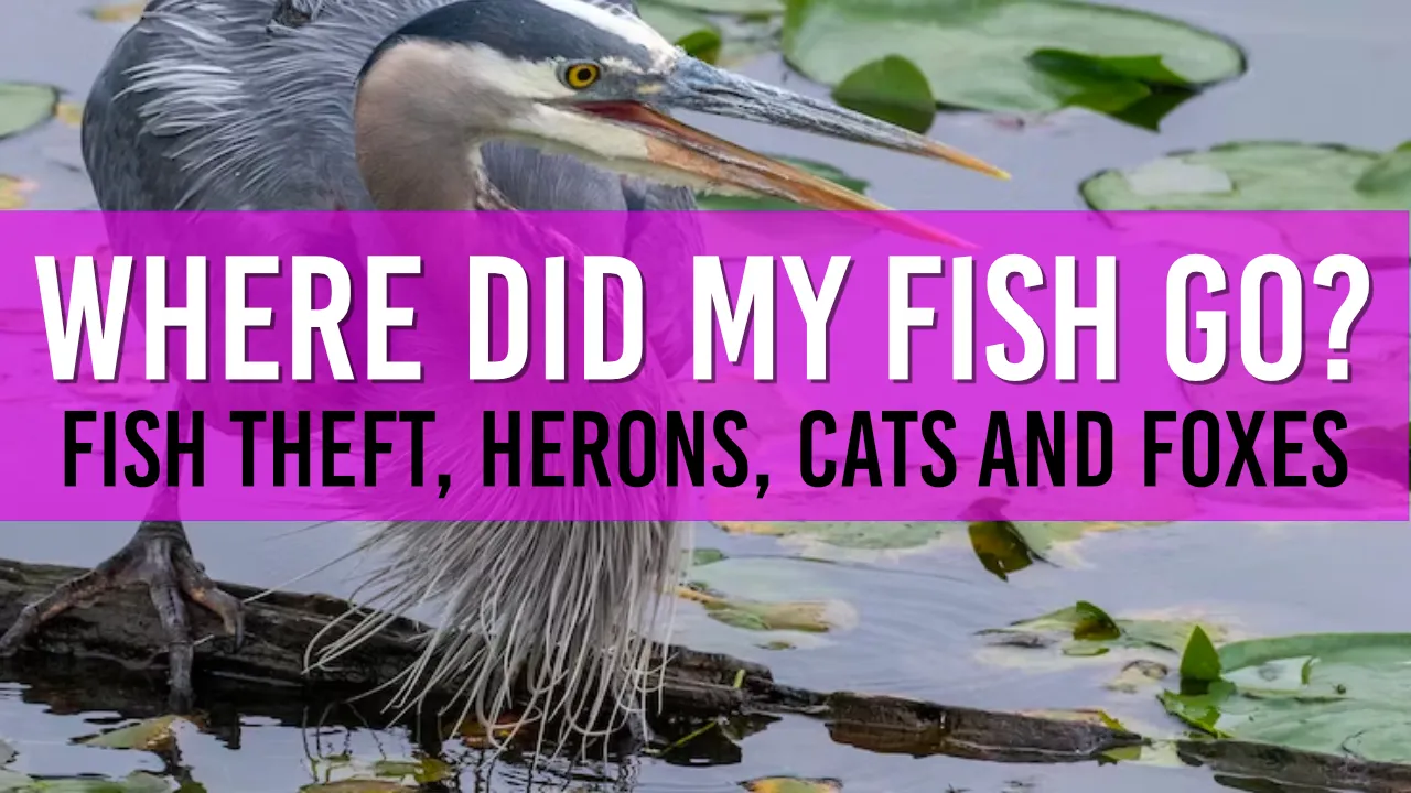 Why Do My Pond Fish Keep Disappearing?