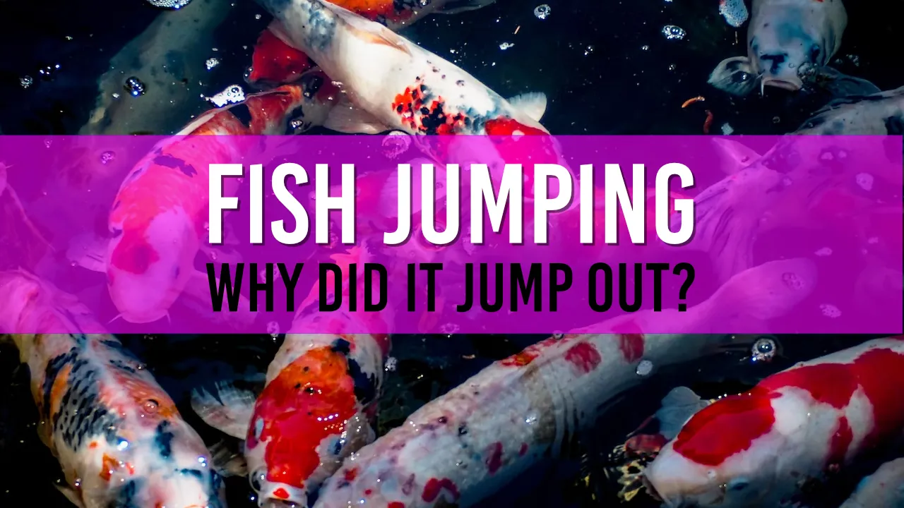 Guide to Understanding and Preventing Fish Jumping Behaviour