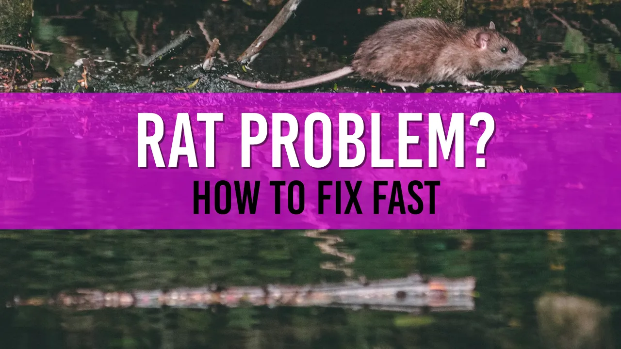 How to deter Rats from your Pond & Garden 5 Top Solutions