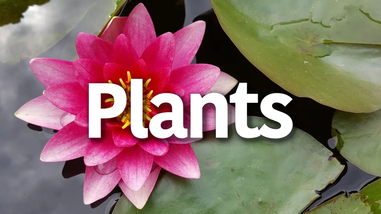 Pond Plants Expert Tips on Selection, Care & Maintenance for Garden Ponds