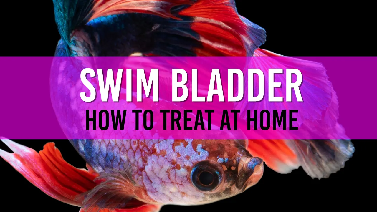 How to Treat Swim Bladder Disease in Pond Fish A Comprehensive Guide