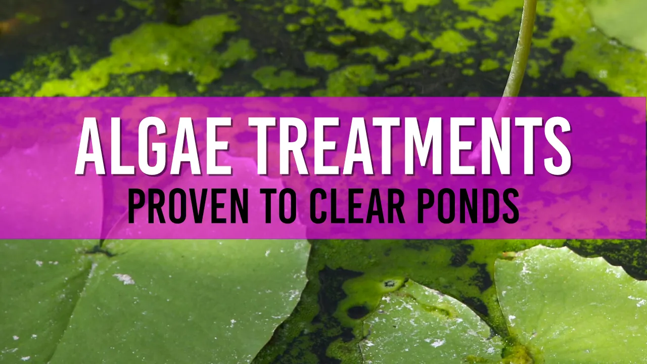 Algae Treatments Products to clear your Pond Water of Algae