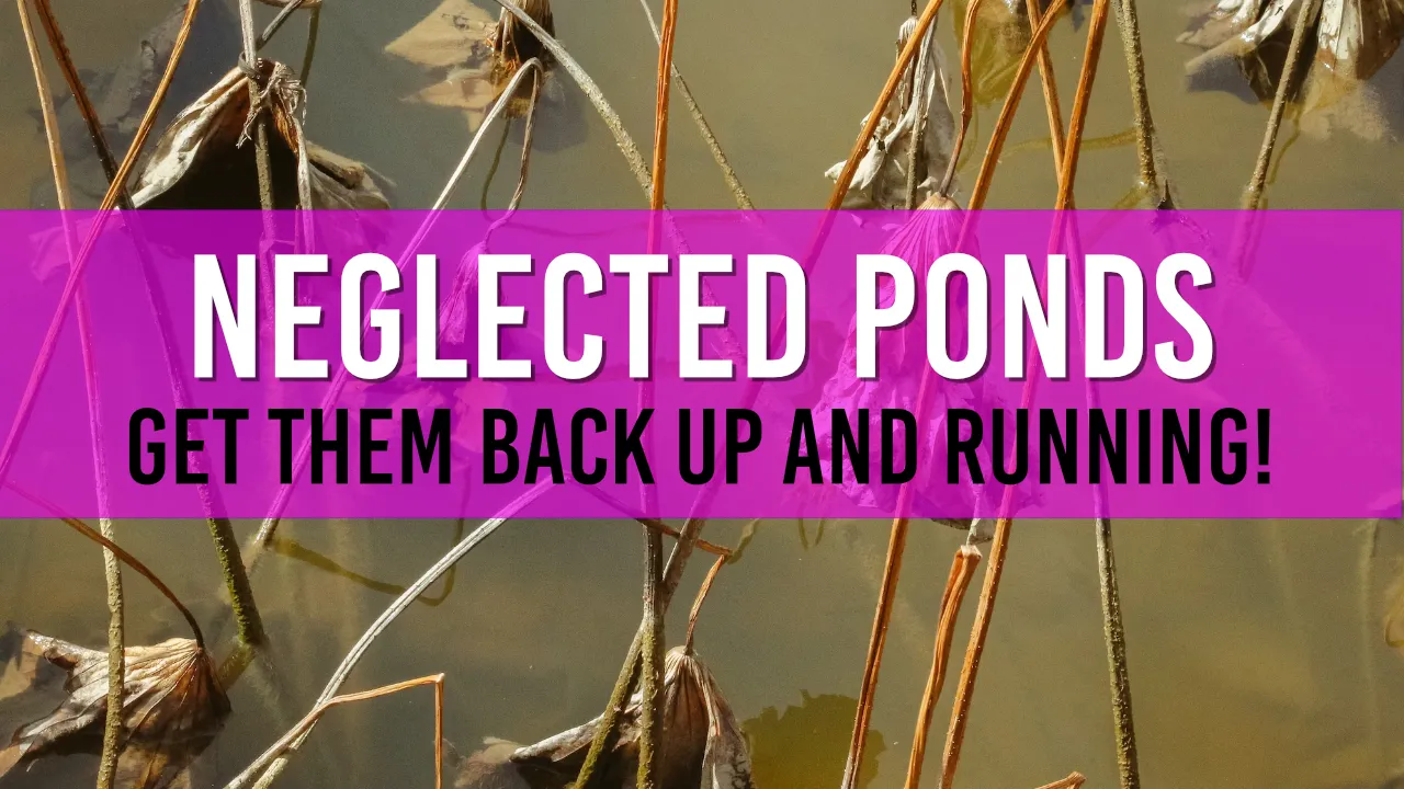 how-to-deal-with-a-neglected-garden-pond-bring-it-back-to-life