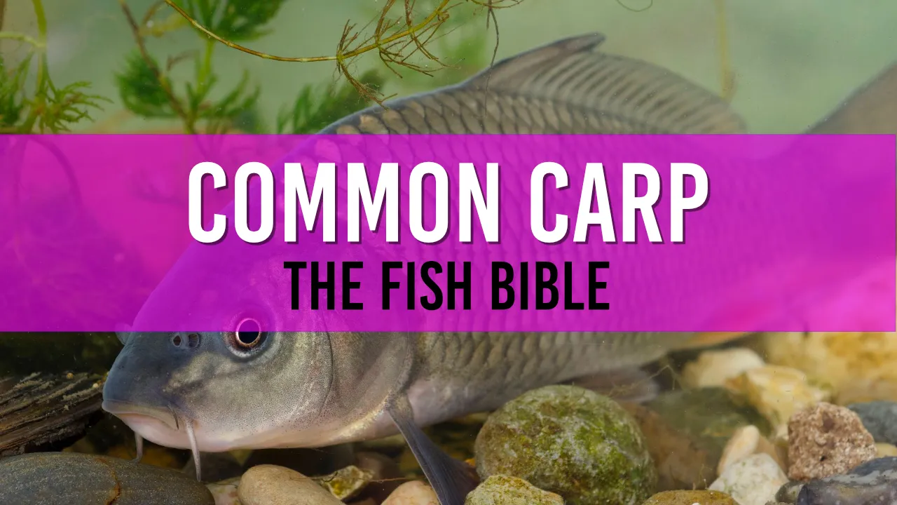 Common Carp Pond Fish: A Comprehensive Guide