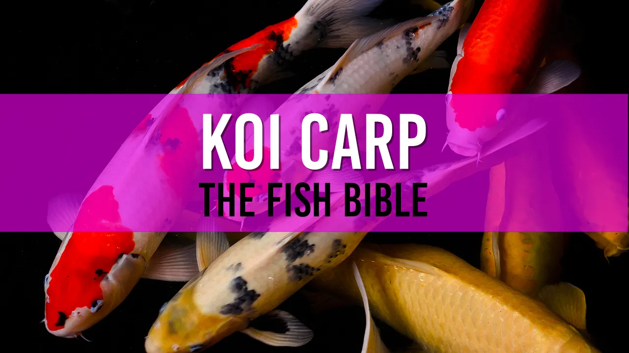 Common Carp Pond Fish A Comprehensive Guide