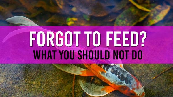 Article photo Can I feed my fish more if I forget to feed one day?